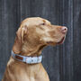 Tweed Dog Collar, thumbnail 1 of 12