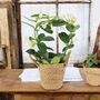 Stephanotis Jasmine Hoop In White Ceramic Pot – 40cm, thumbnail 7 of 9
