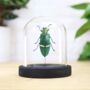 Opulenta Jewel Beetle Closedwing Insect Bug Moth Butterfly Bell Jar Entomology Taxidermy Interior Design Home Decor Cloche Modern Display Gift Ornament, thumbnail 1 of 3