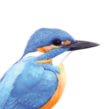 Illustrated Kingfisher Print, 2 of 3