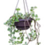Houseplant Peperomia Scandens In 15cm Hanging Pot, thumbnail 4 of 5