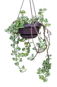 Houseplant Peperomia Scandens In 15cm Hanging Pot, 4 of 5