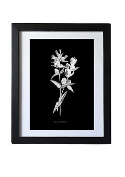 Nine Framed Botanical Wall Art Prints, 11 of 12