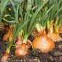 Vegetable Plants Onion 'Japanese' Plug Pack, thumbnail 2 of 8