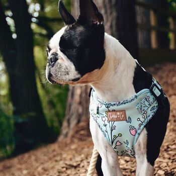 Are You Floreal? Step In Dog Harness, 5 of 5