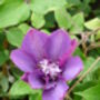 Clematis Vyvyan Pennell, Plant Gift, thumbnail 2 of 2