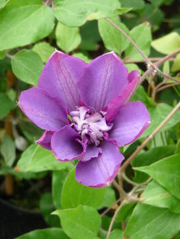 Clematis Vyvyan Pennell, Plant Gift, 2 of 2
