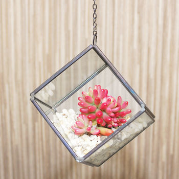 Mini Geometric Glass Cube Succulent Terrarium Kit, 3 of 5