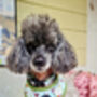 Countryside Ducks Dog Collar With Optional Set, thumbnail 7 of 10