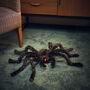 Animated LED Spider Halloween Decoration, thumbnail 1 of 2