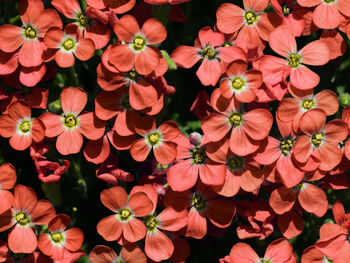 Flowers Aubretia Red Three X Plug Plant Pack, 3 of 5