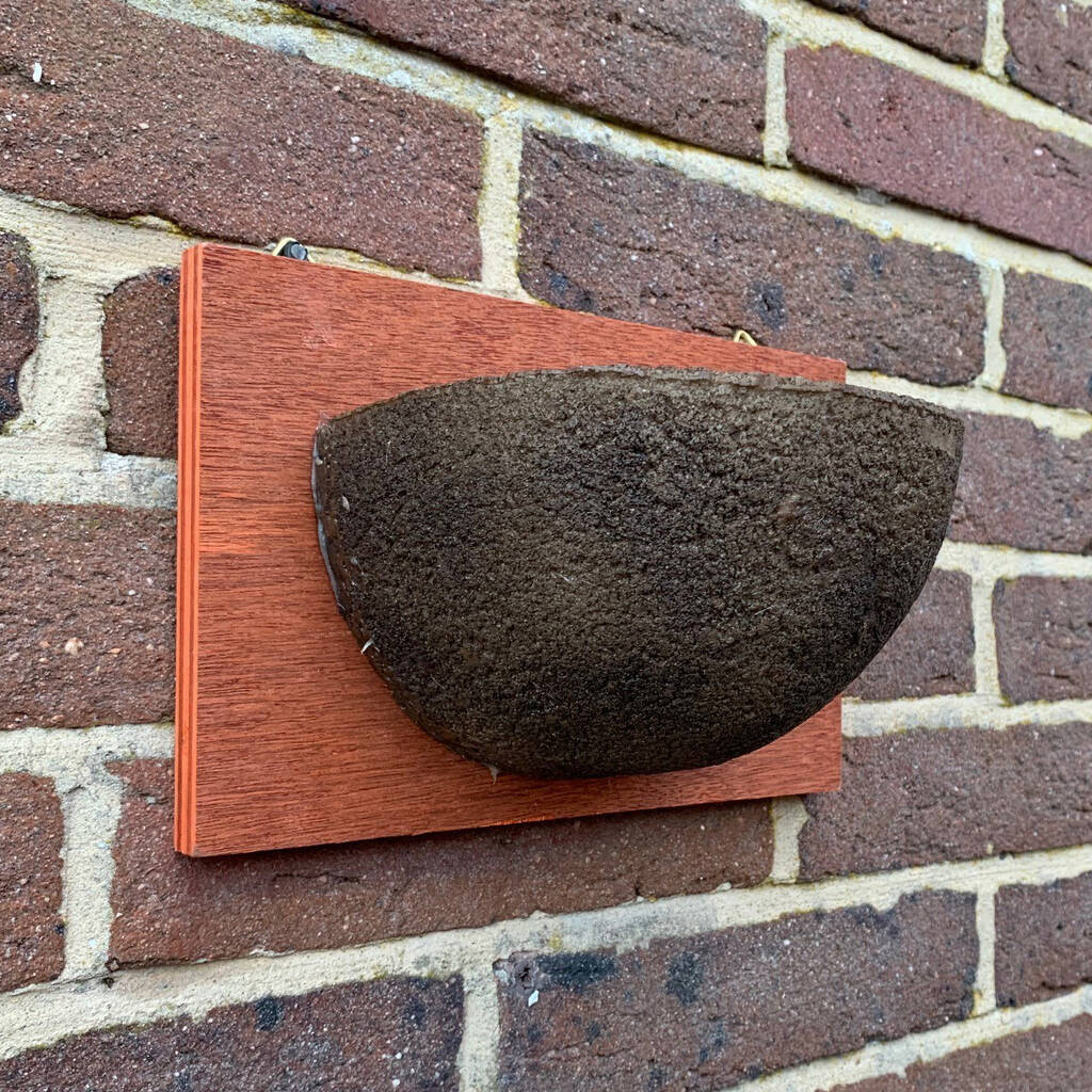 Swallow Nest Cup By Garden Selections