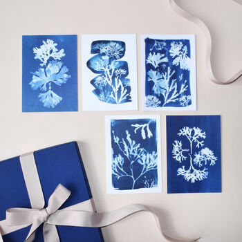 Art And Postcard Gift Set British Seaweed, 3 of 5