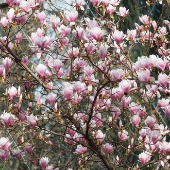 Magnolia Tree Soulangeana One Large Plant In 10 L Pot, 3 of 5