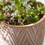 Diamond Patterned Terracotta Footed Plant Pot, thumbnail 4 of 5