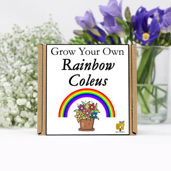 Gardening Gift. Grow Your Own Rainbow Coleus, 2 of 4