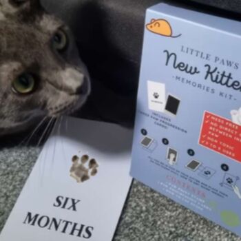 New Kitten Gift Kit, 4 of 9