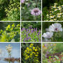 Digestive Tea Garden Seeds, Multi Pack Collection, thumbnail 6 of 7
