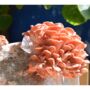 Pink Oyster Mushroom Grow Kit, thumbnail 5 of 7