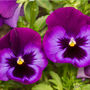 Flowers Pansy 'Neon Violet' Six X Full Plant Pack, thumbnail 2 of 5