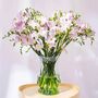 Lilac Guernsey Long Stem Freesia Flowers, thumbnail 1 of 3