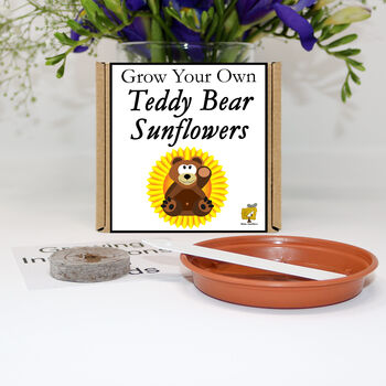 Gardening Gift. Grow Your Own Teddy Bear Sunflower Kit, 2 of 7