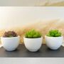 Succulent Candles In White Ceramic Pots, thumbnail 10 of 10