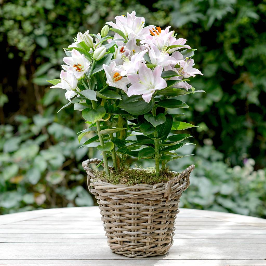 Pink Lily Gift Plant By The Flower Studio