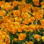 Flowers Pansy 'Clear Orange' Six X Plant Pack, thumbnail 2 of 8