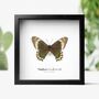 Madyes Swallowtail Insect Bug Moth Butterfly Box Frame Entomology Taxidermy Interior Design Modern Home Decor Wall Hanging Gift Ornament, thumbnail 1 of 3