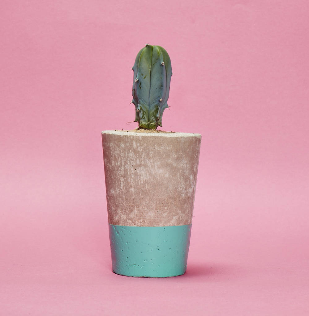 Concrete Pot Tall With Cactus/ Succulent In Turquoise, 1 of 3