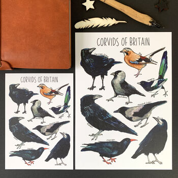 Corvids Of Britain Watercolour Postcard, 2 of 8