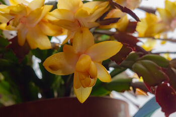 Yellow Christmas Cactus Multipack Three X 13cm Pots, 5 of 6