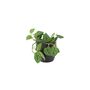 Satin Pothos Houseplant In 12cm Pot – Silver Vine, thumbnail 5 of 6
