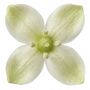 Euonymus Paloma Blanca7.5 L Evergreen Shrub, thumbnail 4 of 5