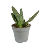 Aloe Little Warty Easy Care Succulent House Plant, thumbnail 6 of 6