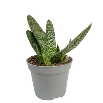 Aloe Little Warty Easy Care Succulent House Plant, 6 of 6