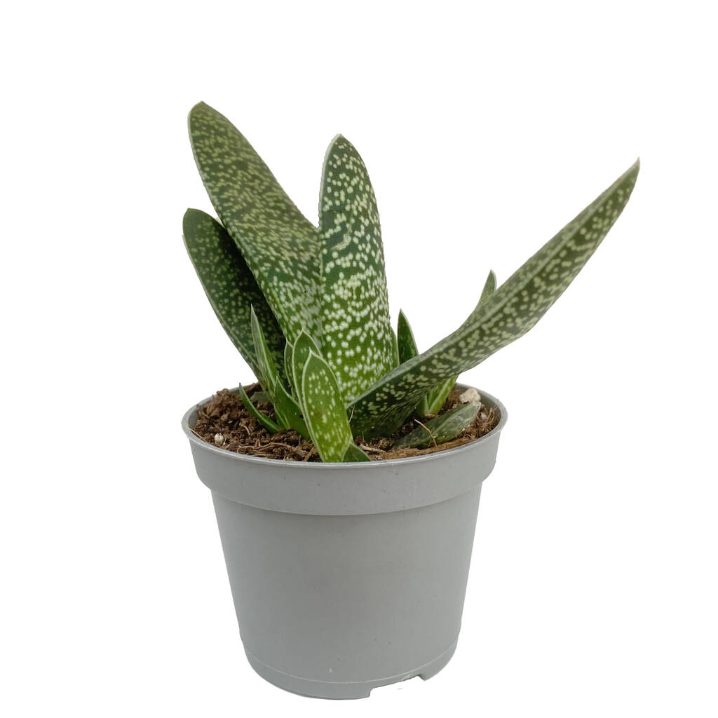 Aloe Little Warty Easy Care Succulent House Plant By Clouds Hill Succulents