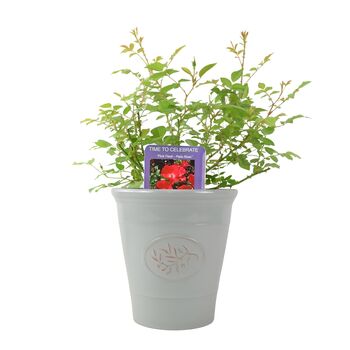 Rose ‘Time To Celebrate’ Patio Rose 3 L Pot, 4 of 4