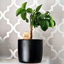 Personalised Wooden Indoor Plant Marker With Qr Code, thumbnail 3 of 9