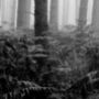 Black And White Forest Trees Unframed Print, thumbnail 2 of 4