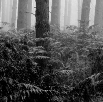 Black And White Forest Trees Unframed Print, 2 of 4