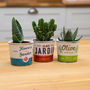 Trio Of Succulent Plants With Vintage Print Planters, thumbnail 1 of 1
