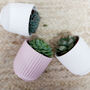 Set Of Three Small Succulents In Pots, thumbnail 3 of 8