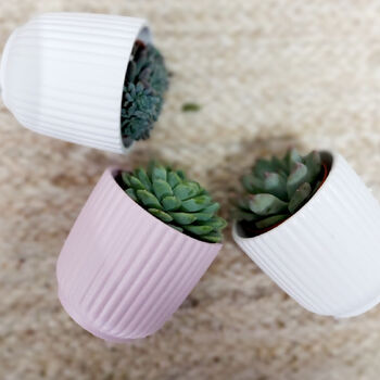 Set Of Three Small Succulents In Pots, 3 of 8