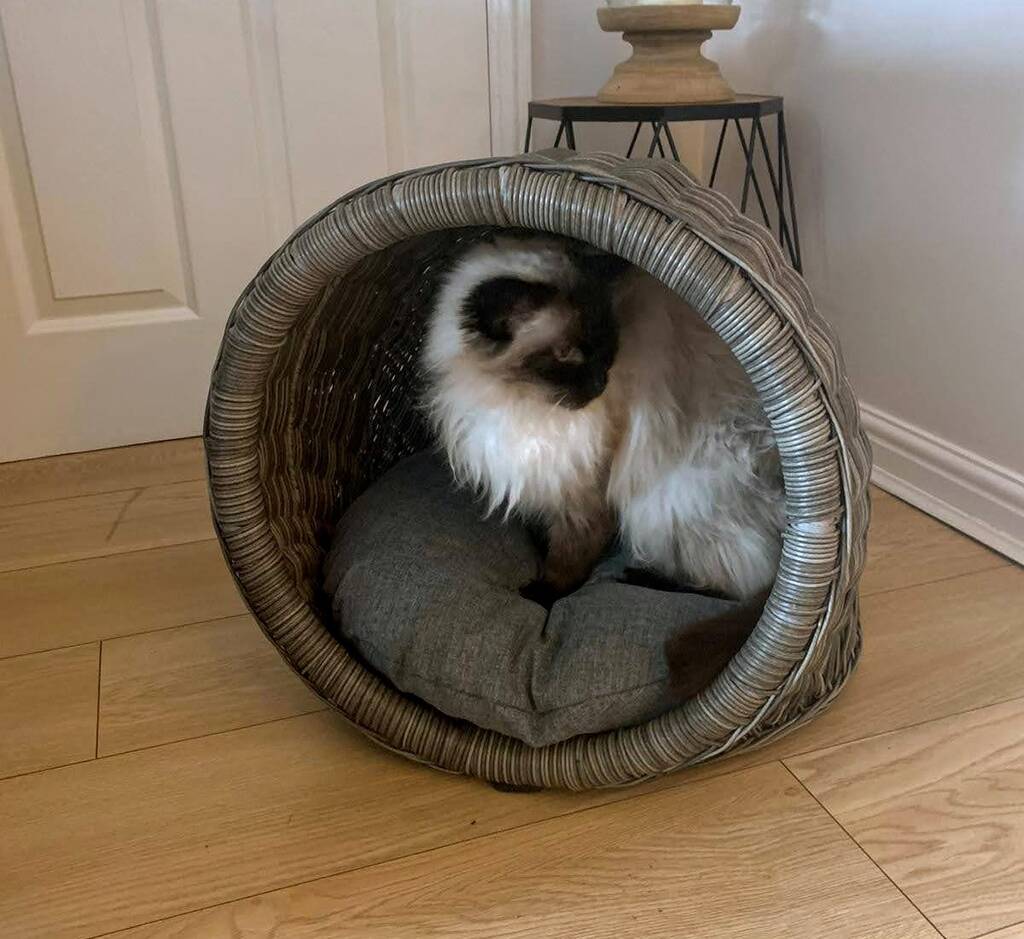 Cat And Dog Igloo In Grey Synthetic Wicker By The Furniture Concierge