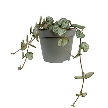 String Of Hearts Trailing House Plant In 6cm Pot, 3 of 3