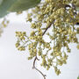 Faux Green Berry And Green Eucalyptus Arrangement, thumbnail 4 of 4