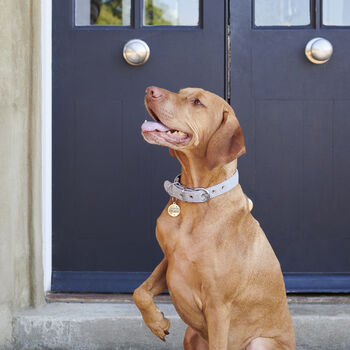'I've Misplaced My Humans' Dog ID Tag, 3 of 12