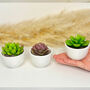 Succulent Candles In White Ceramic Pots, thumbnail 3 of 10